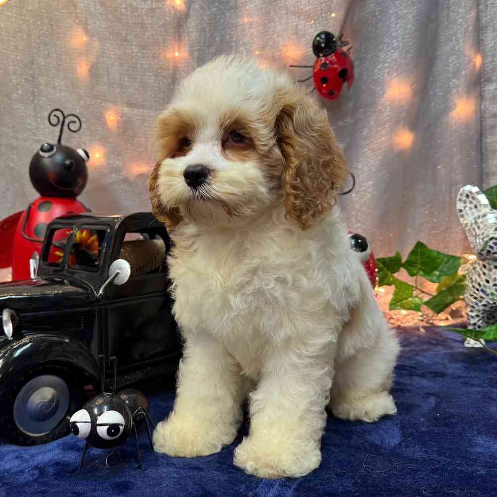 carousel pet images