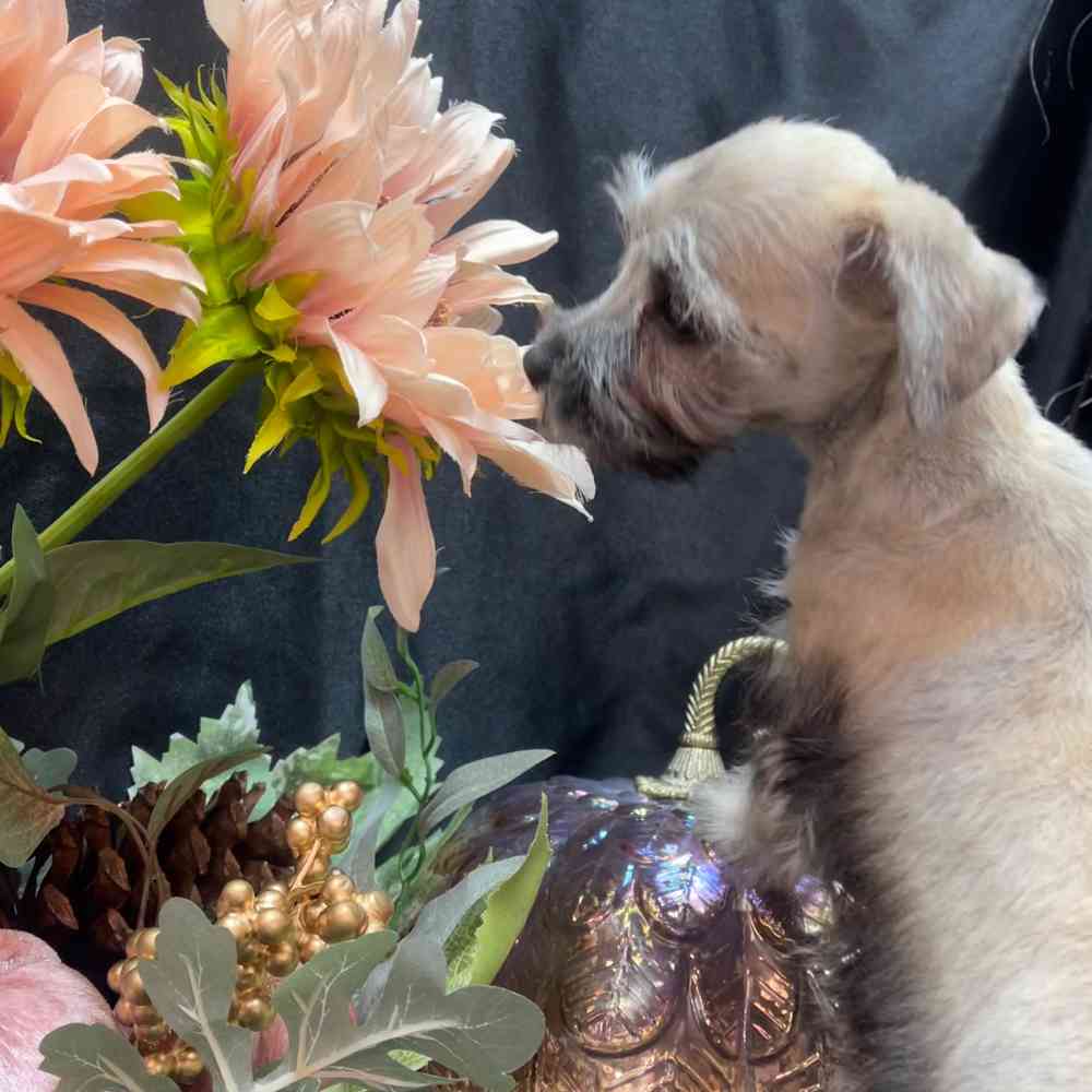 carousel pet images