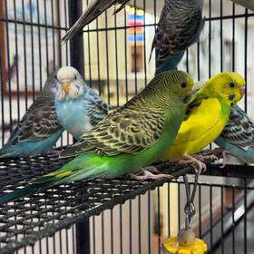 Parakeet