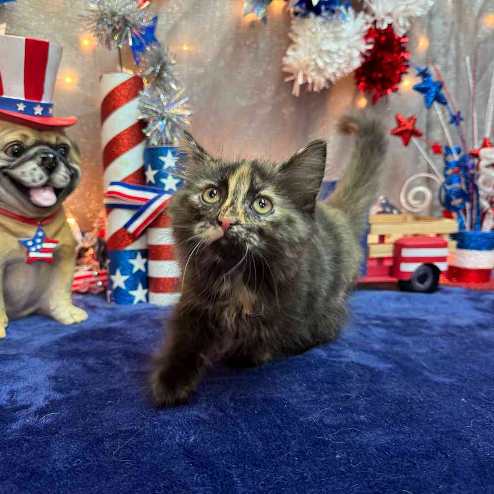carousel pet images