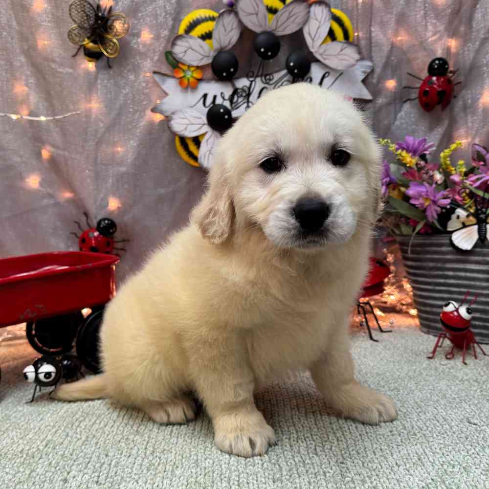 Image of a pet breed in the gallery
