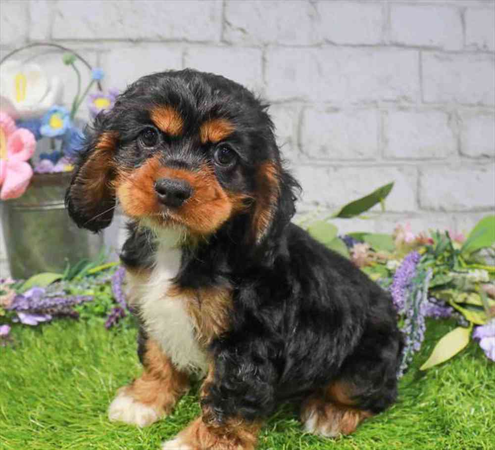carousel pet images