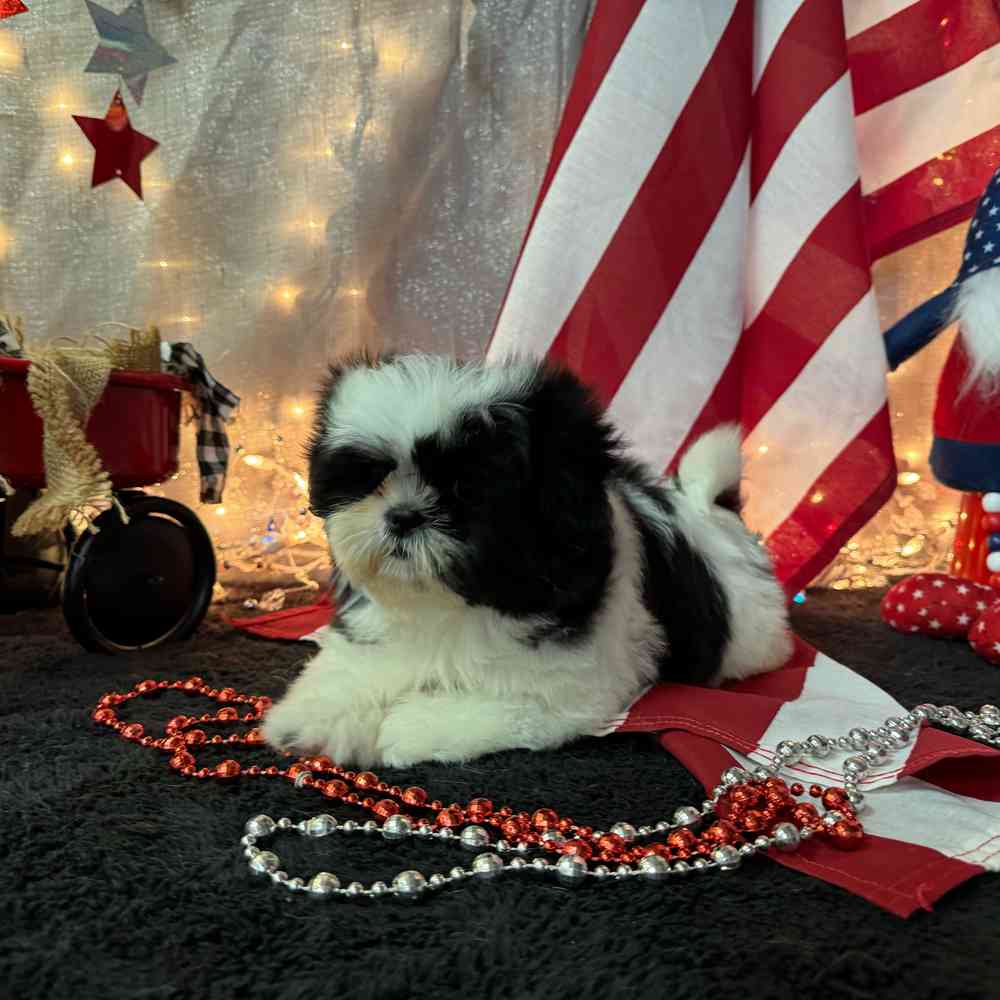 carousel pet images
