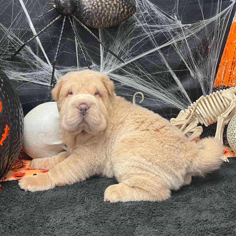carousel pet images