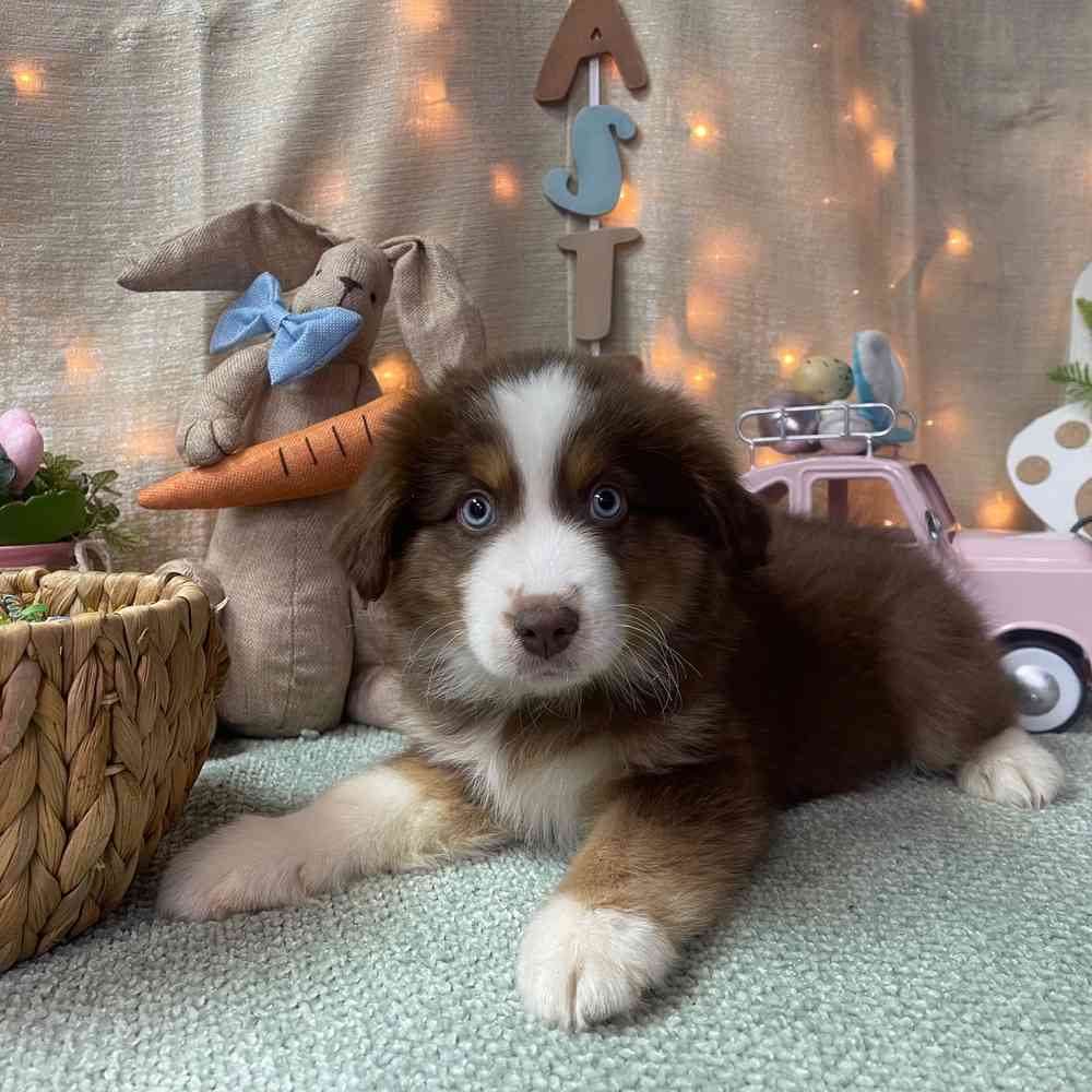 carousel pet images
