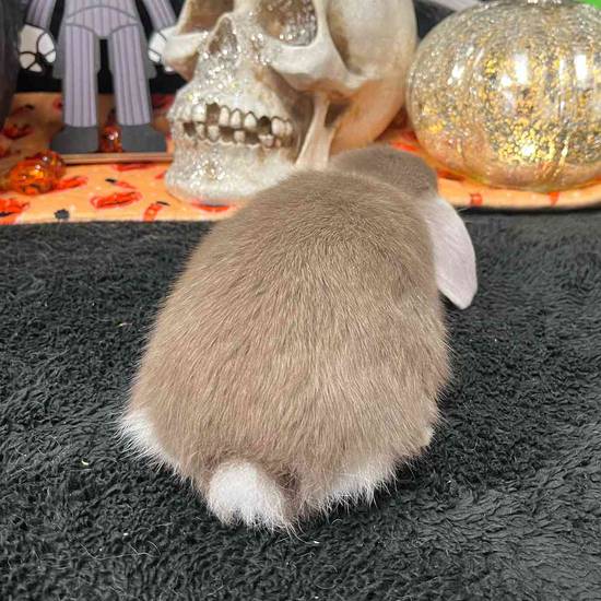 Holland Lop