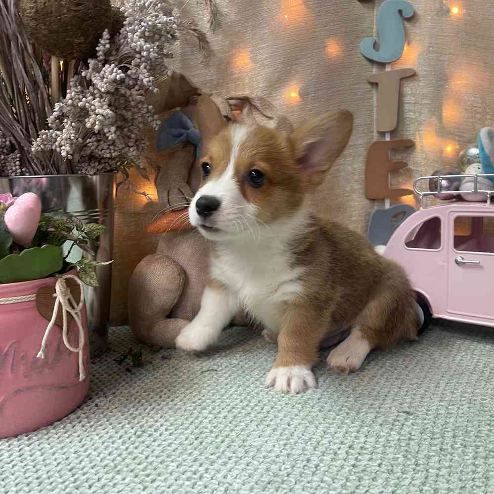 carousel pet images