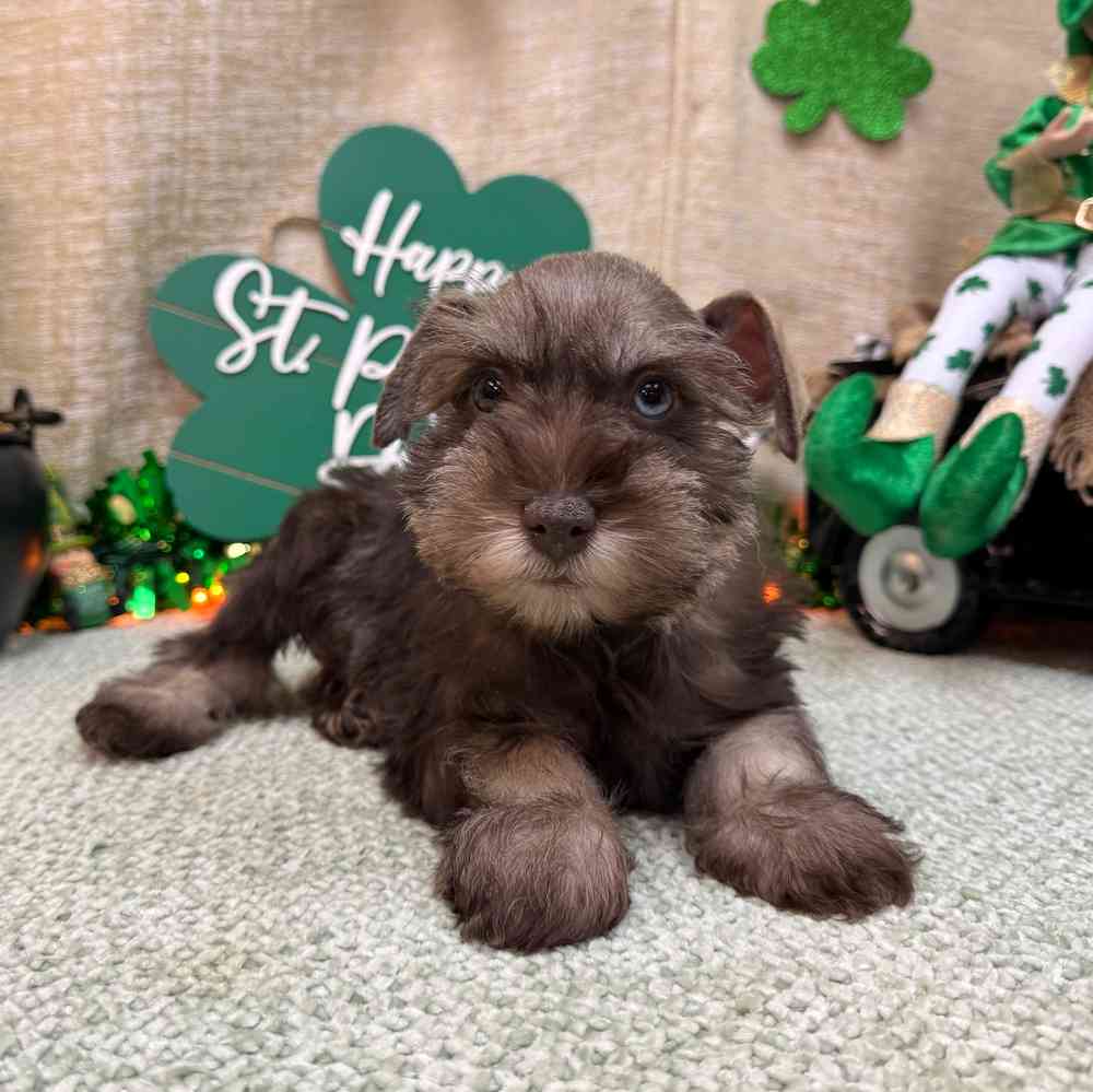 carousel pet images