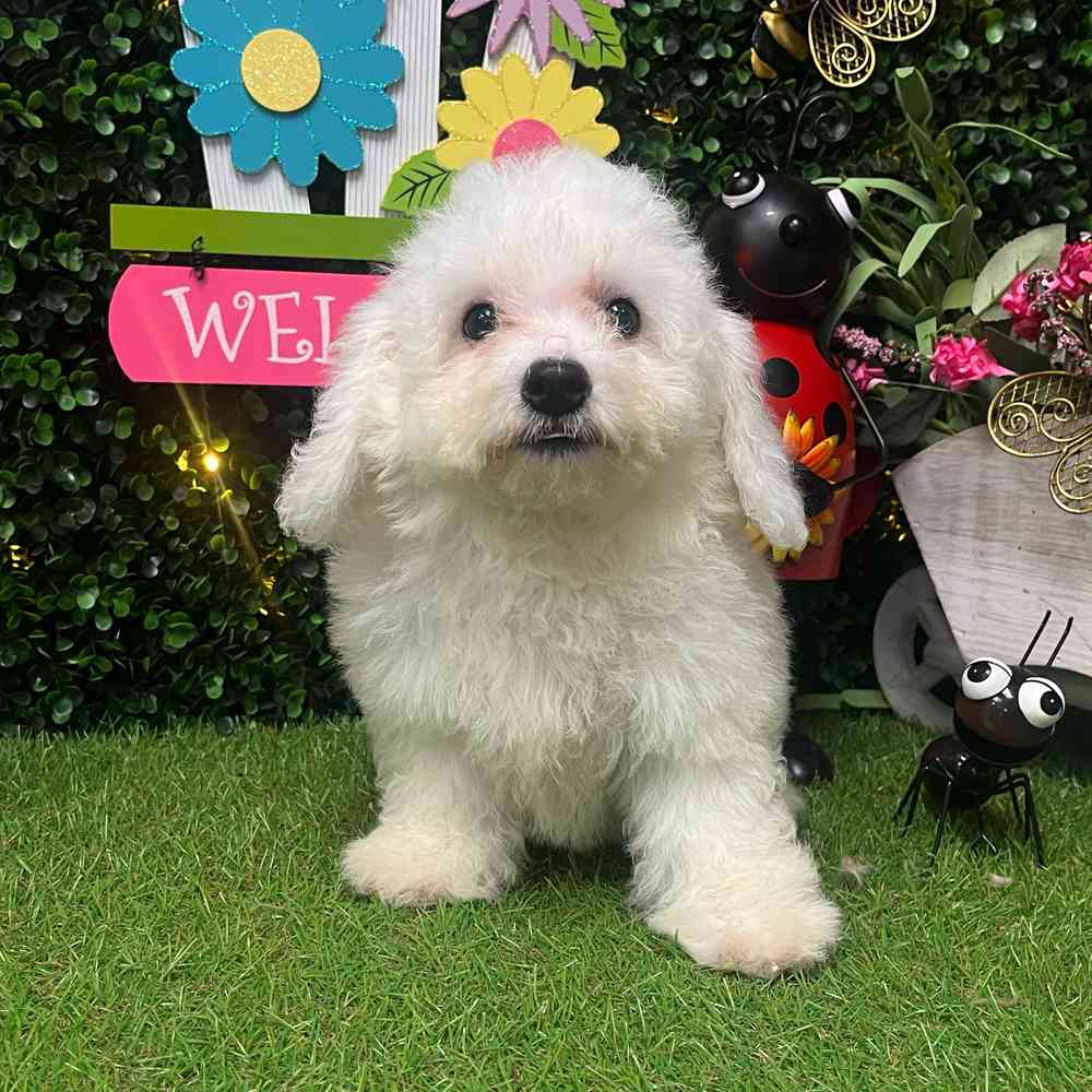 carousel pet images