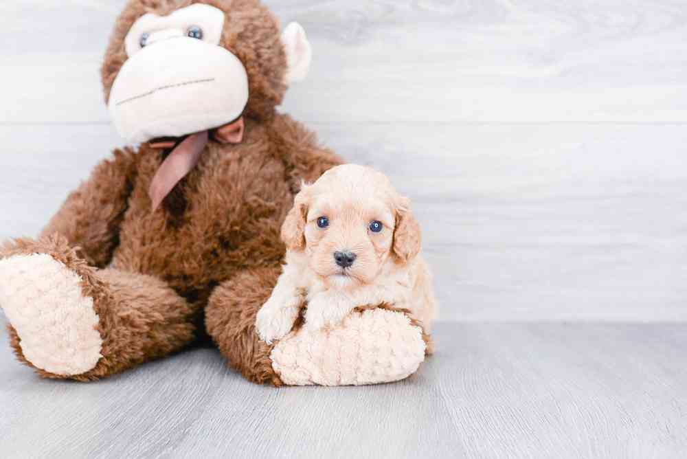 Premier pups cavapoo cheap