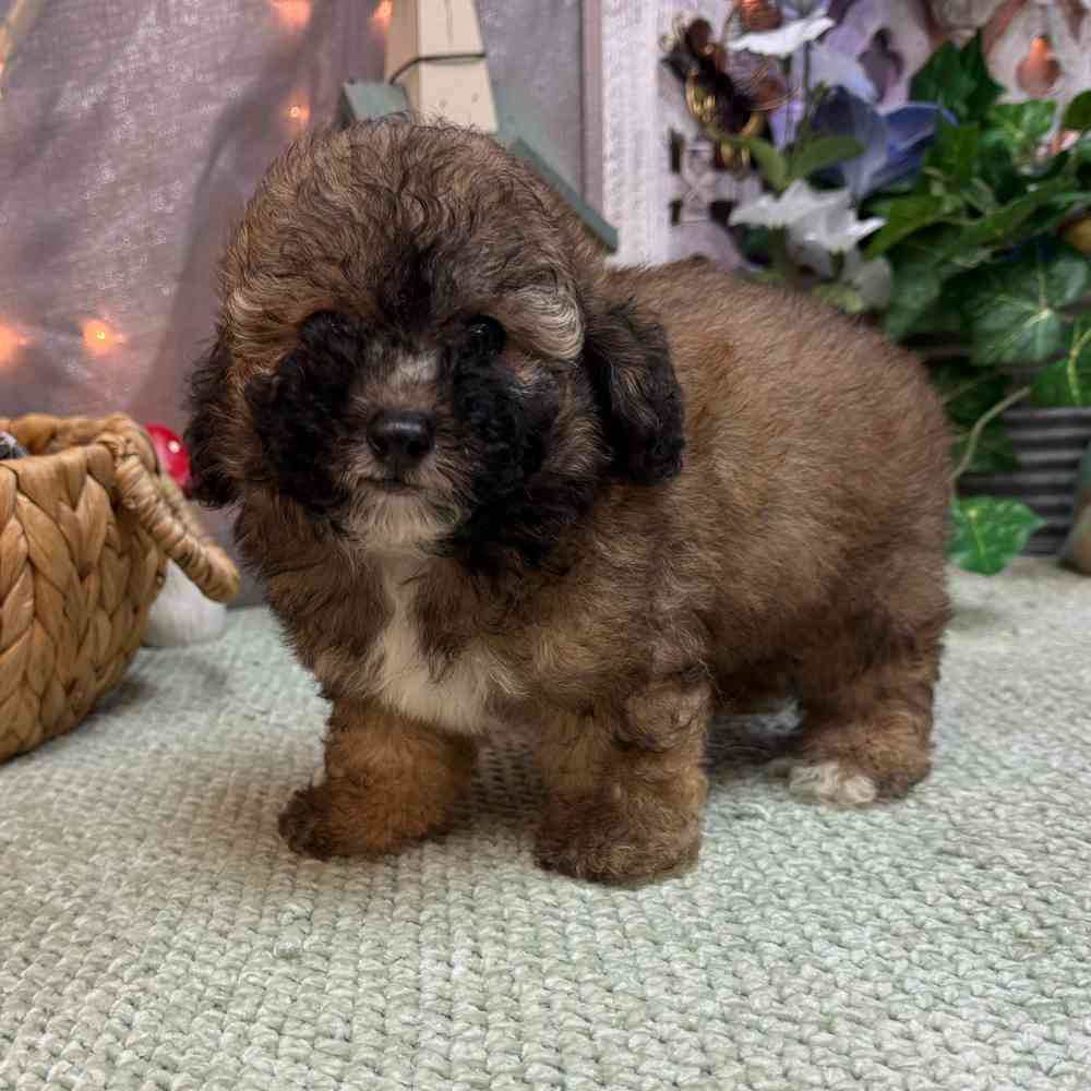carousel pet images