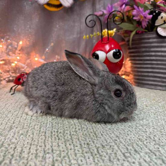 Flemish Giant Mix