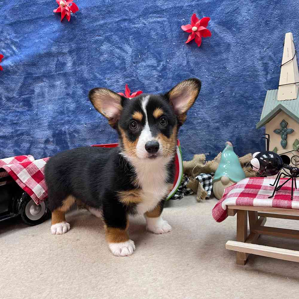 carousel pet images