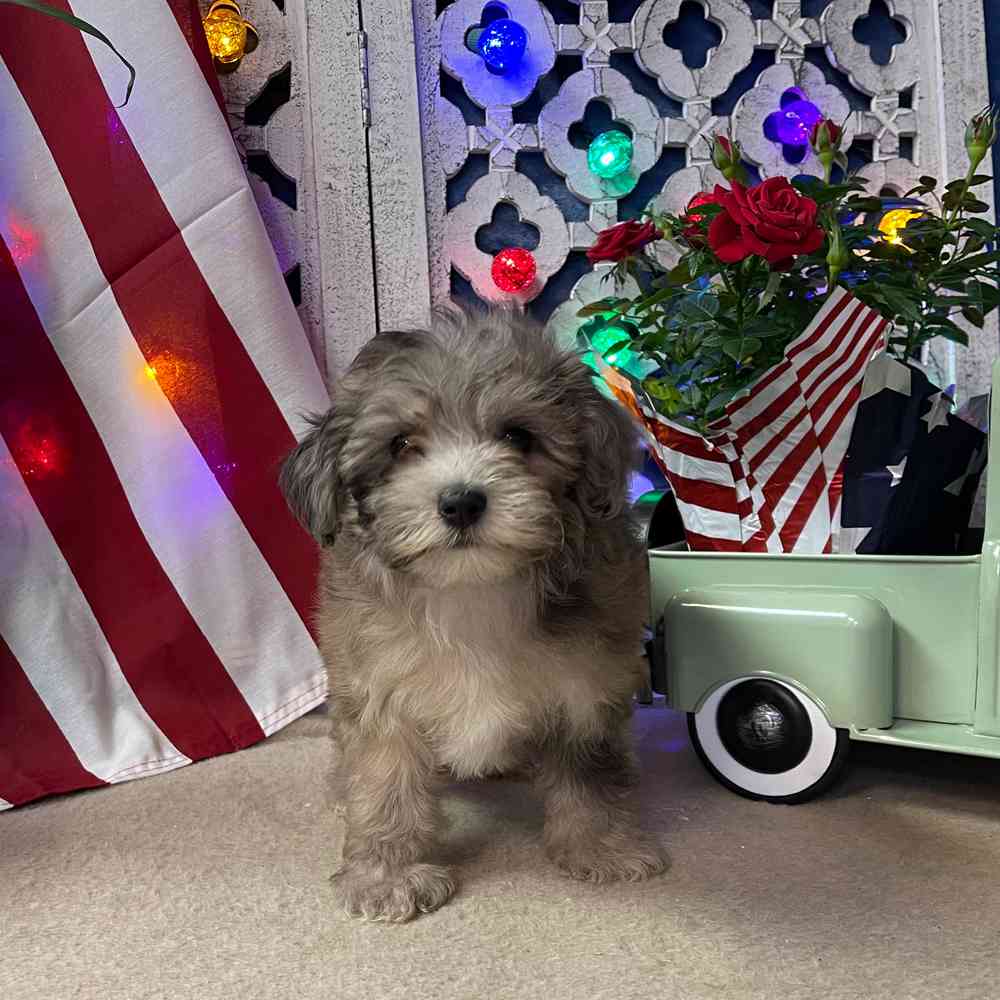 carousel pet images