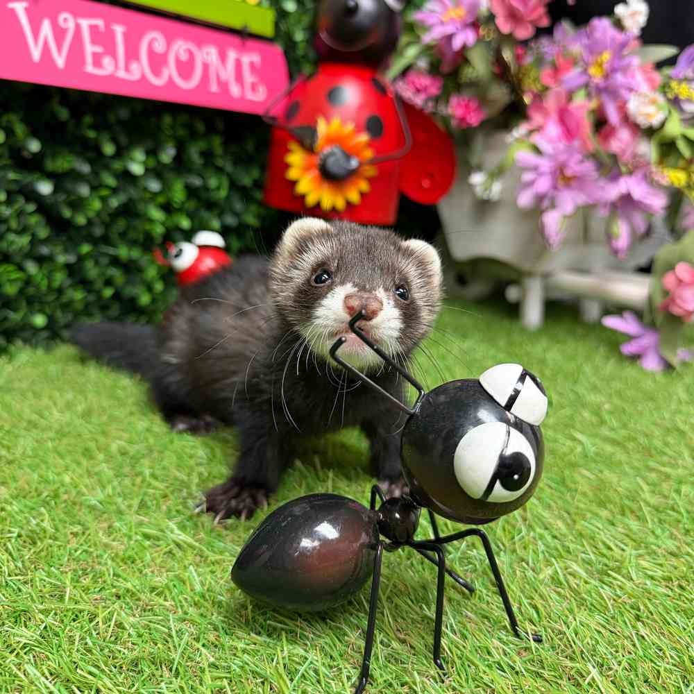 carousel pet images