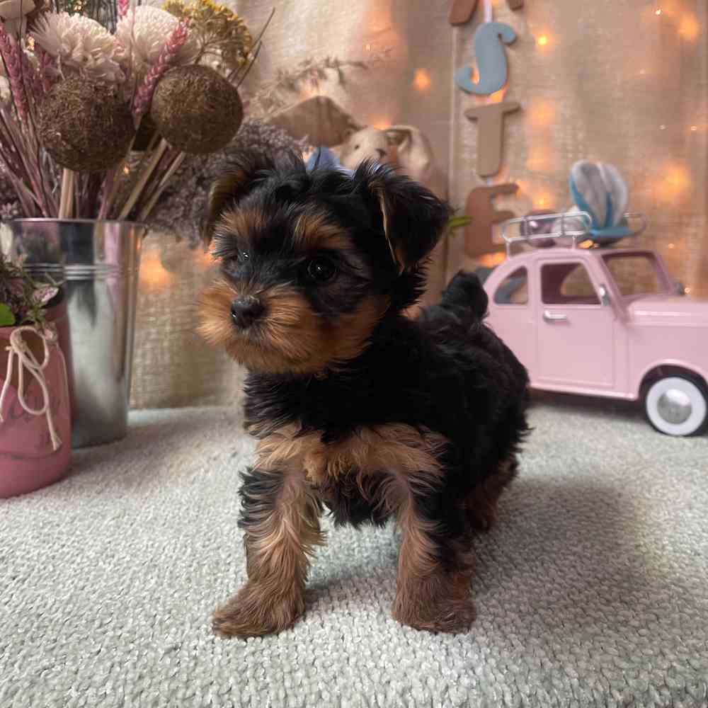 carousel pet images
