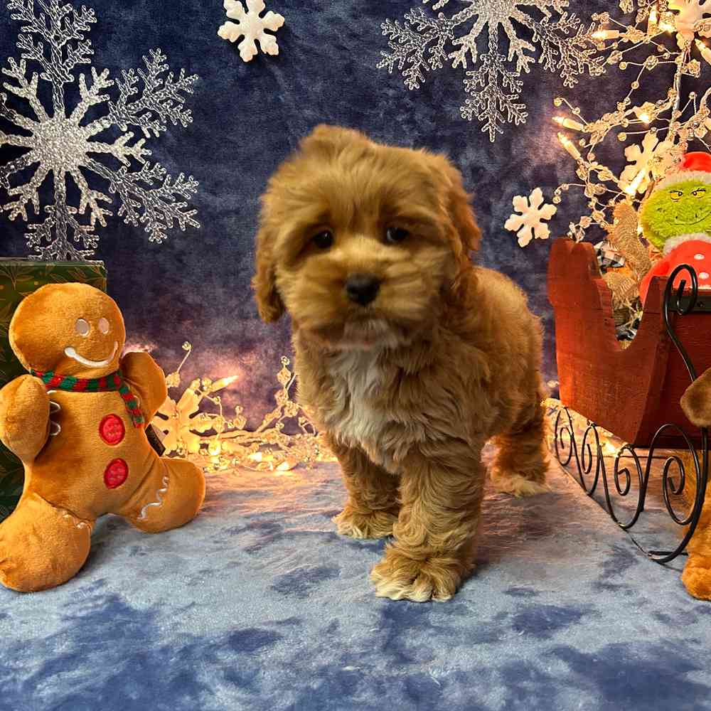 carousel pet images