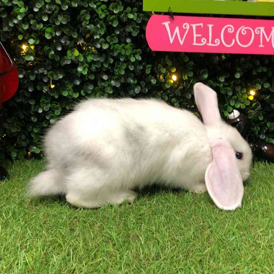 Flemish Giant Holland Lop Mix