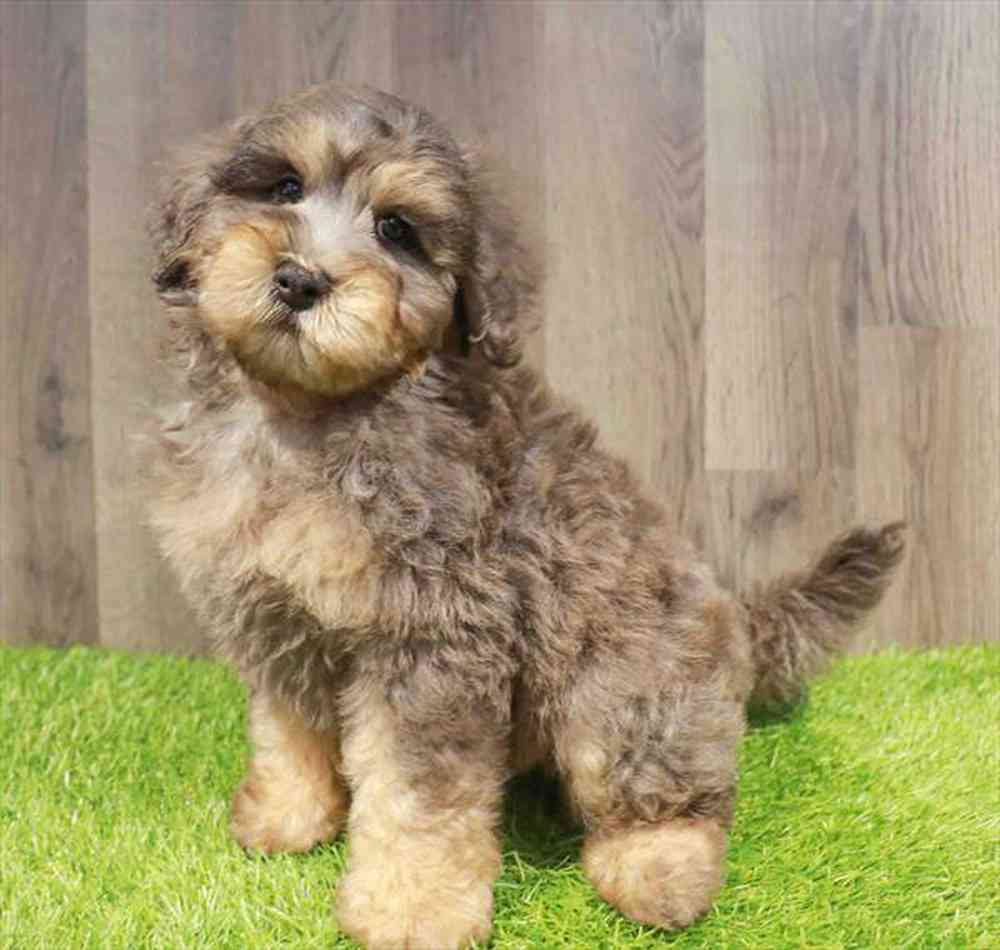 Image of a pet breed in the gallery