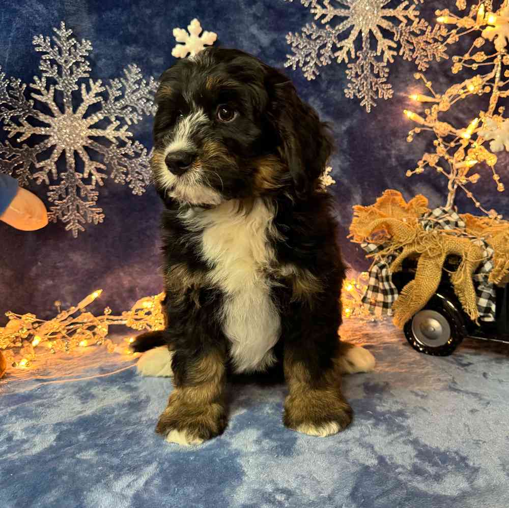 carousel pet images