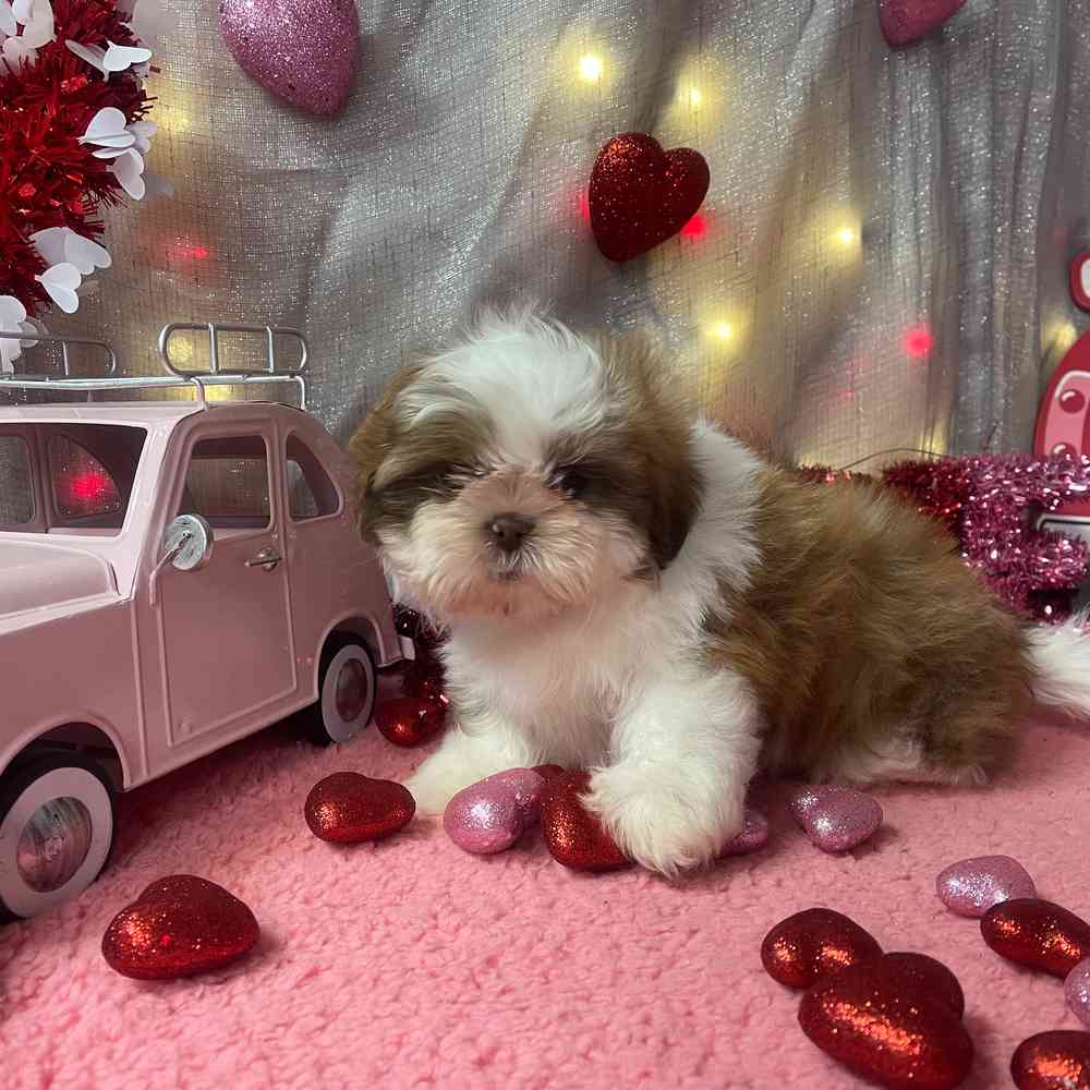 carousel pet images