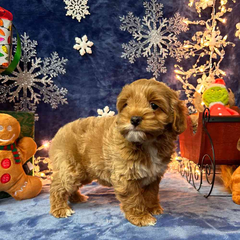 carousel pet images