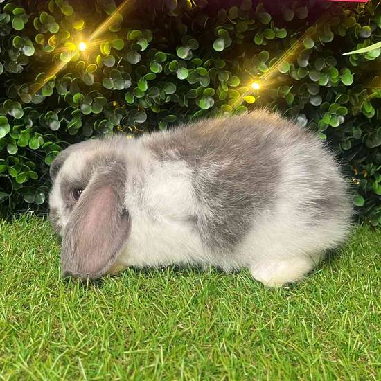 Holland Lop