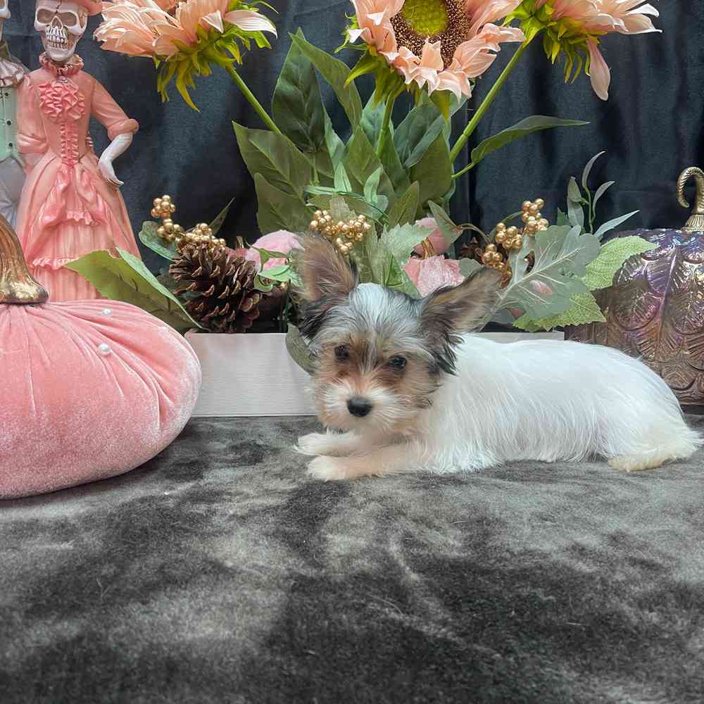 carousel pet images