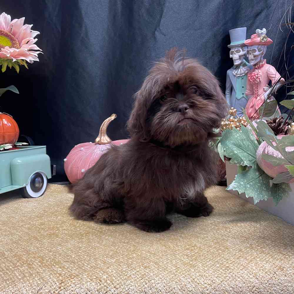 carousel pet images