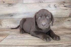 Labrador Retriever