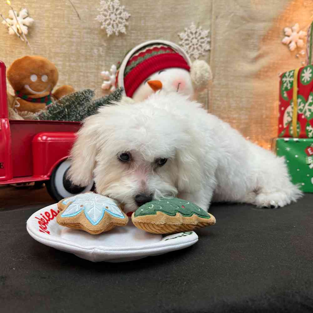 carousel pet images