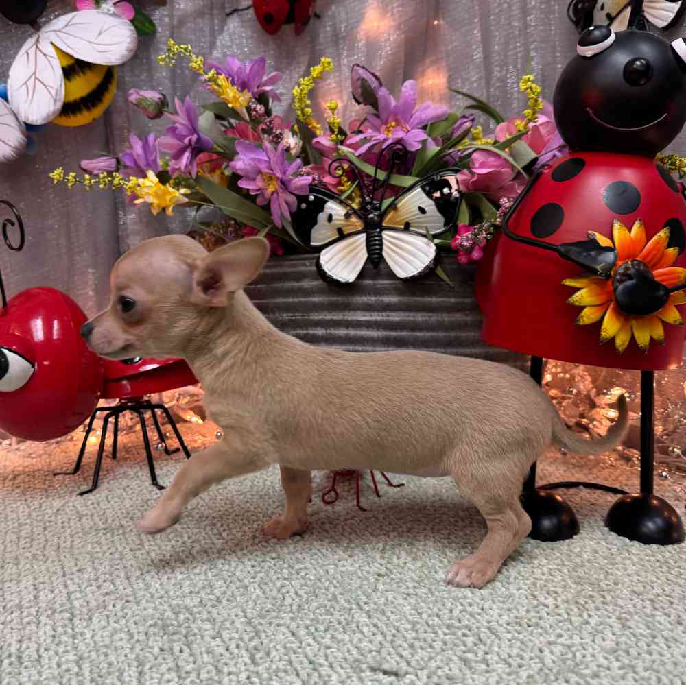 carousel pet images