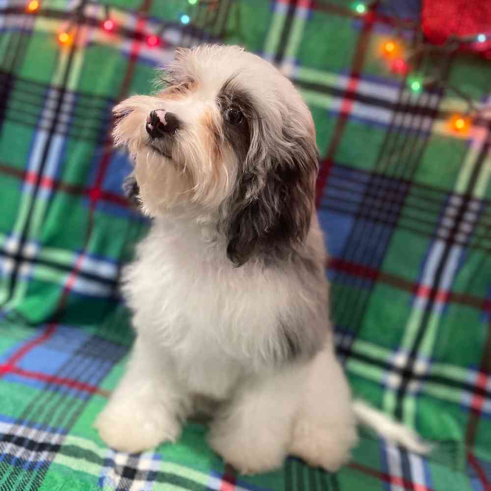 carousel pet images