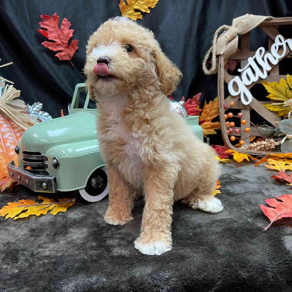carousel pet images
