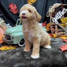 Bichon- Poo