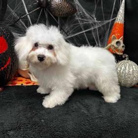 Bichon