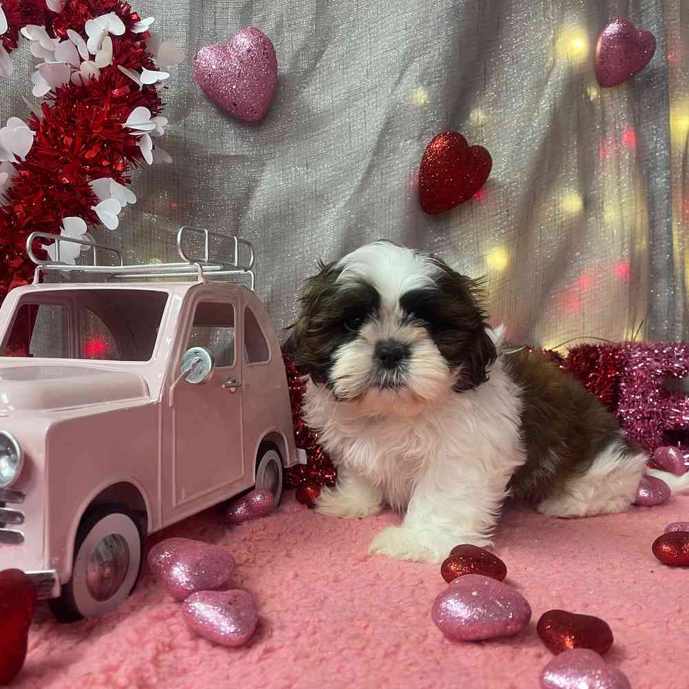 carousel pet images