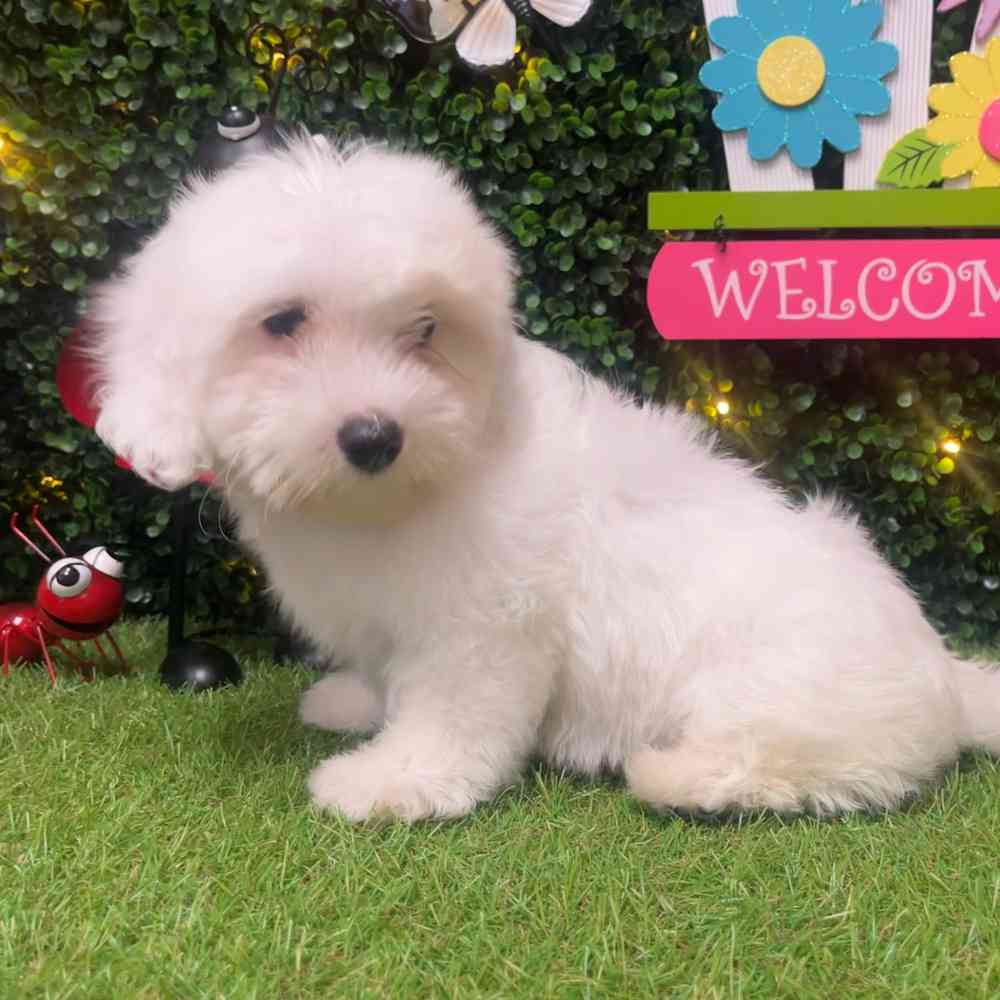 Image of a pet breed in the gallery
