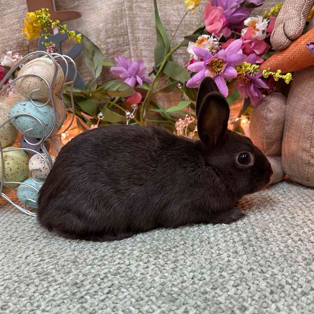 Image of a pet breed in the gallery