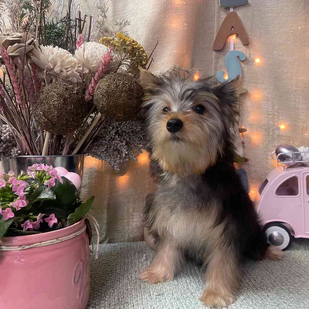 carousel pet images