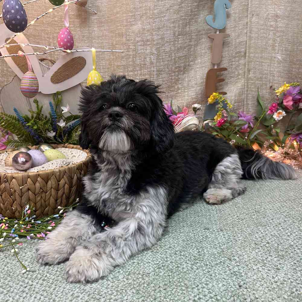 carousel pet images