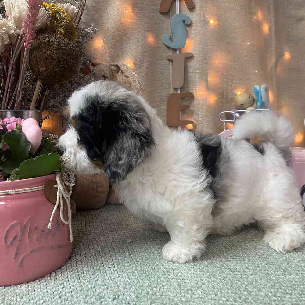 carousel pet images