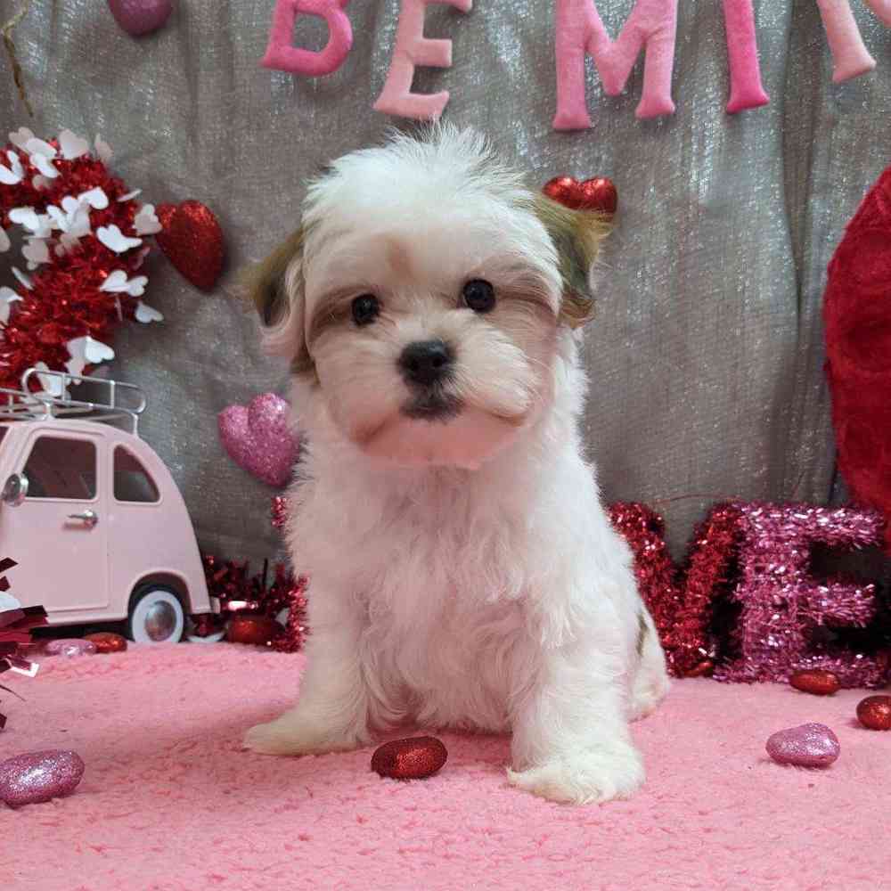 carousel pet images