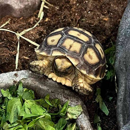 Sulcata Tortoise