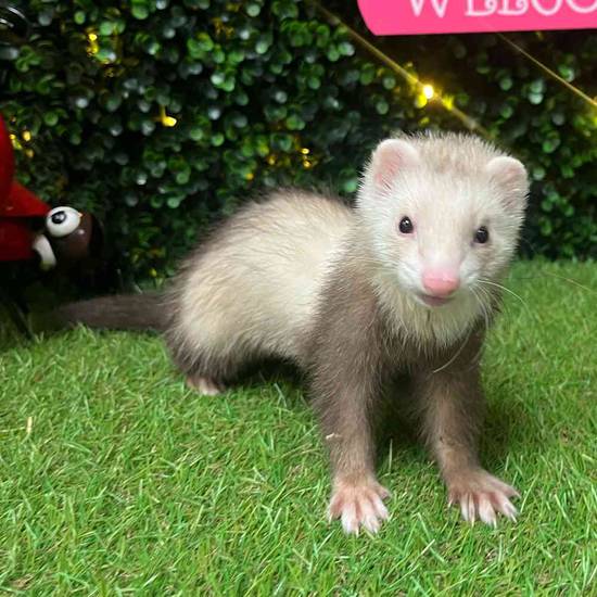 Ferret