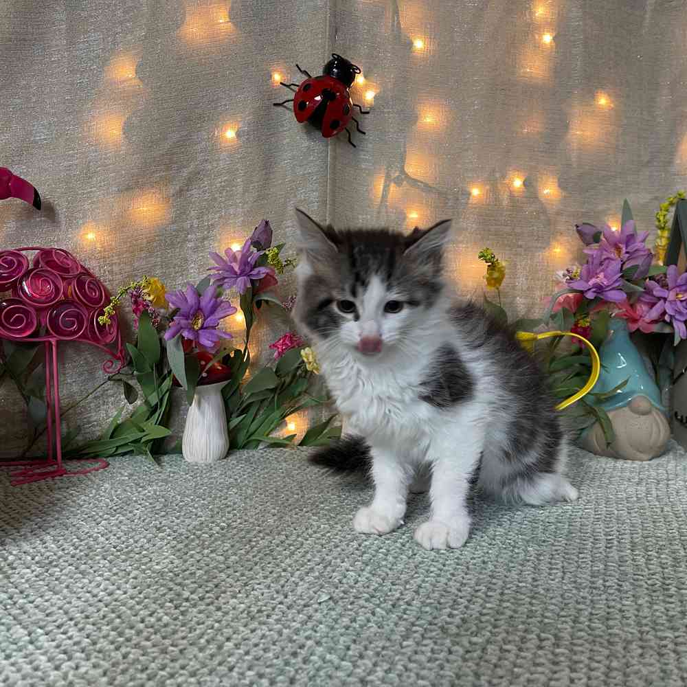carousel pet images