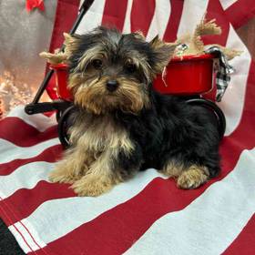 Yorkshire Terrier