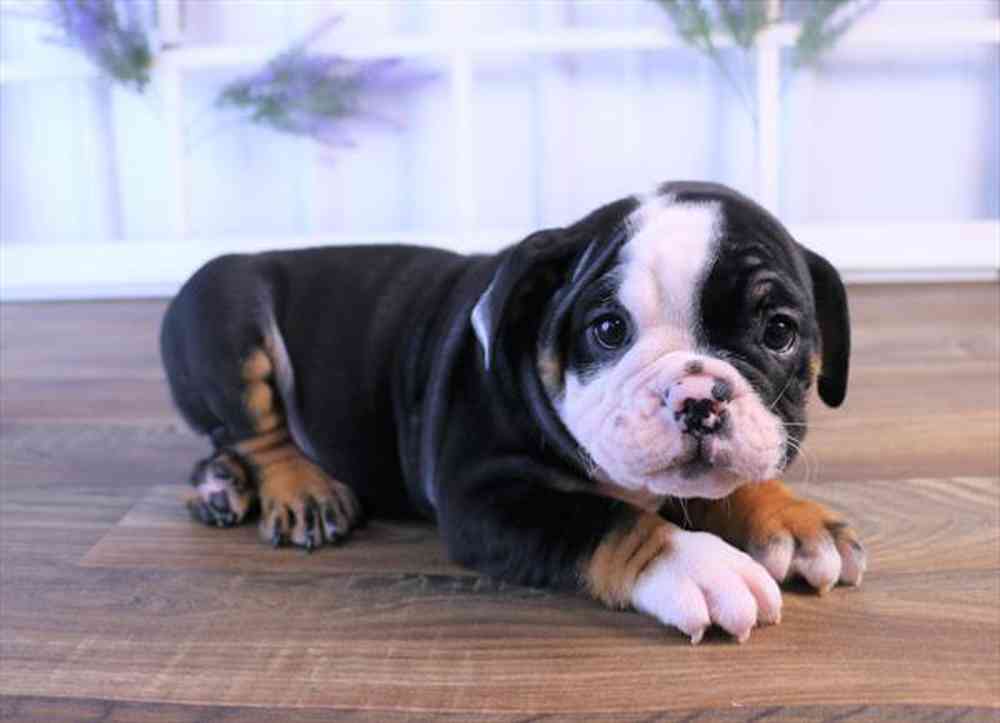 carousel pet images