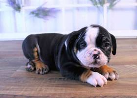 English Bulldog