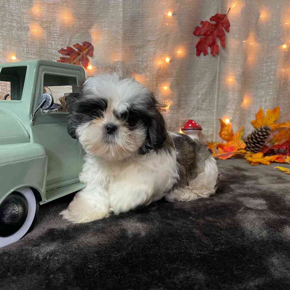 carousel pet images